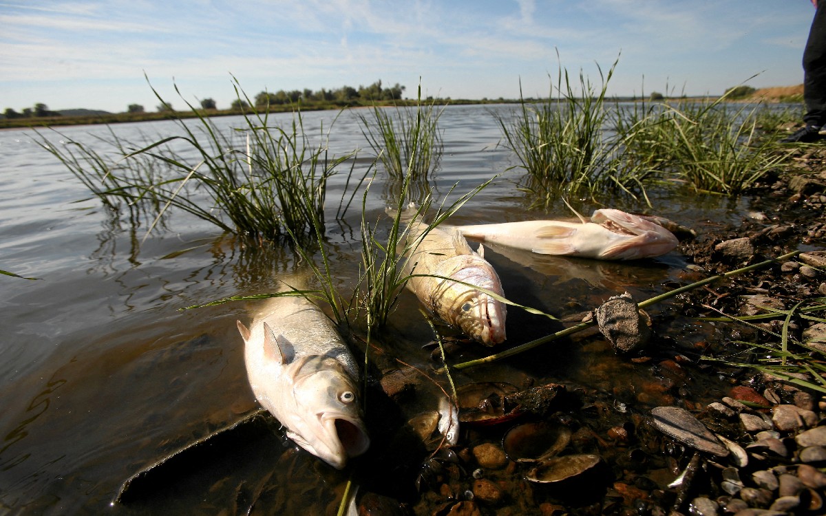“Se avecina una catástrofe medioambiental”; Alemania y Polonia investigan muerte masiva de peces en río Oder