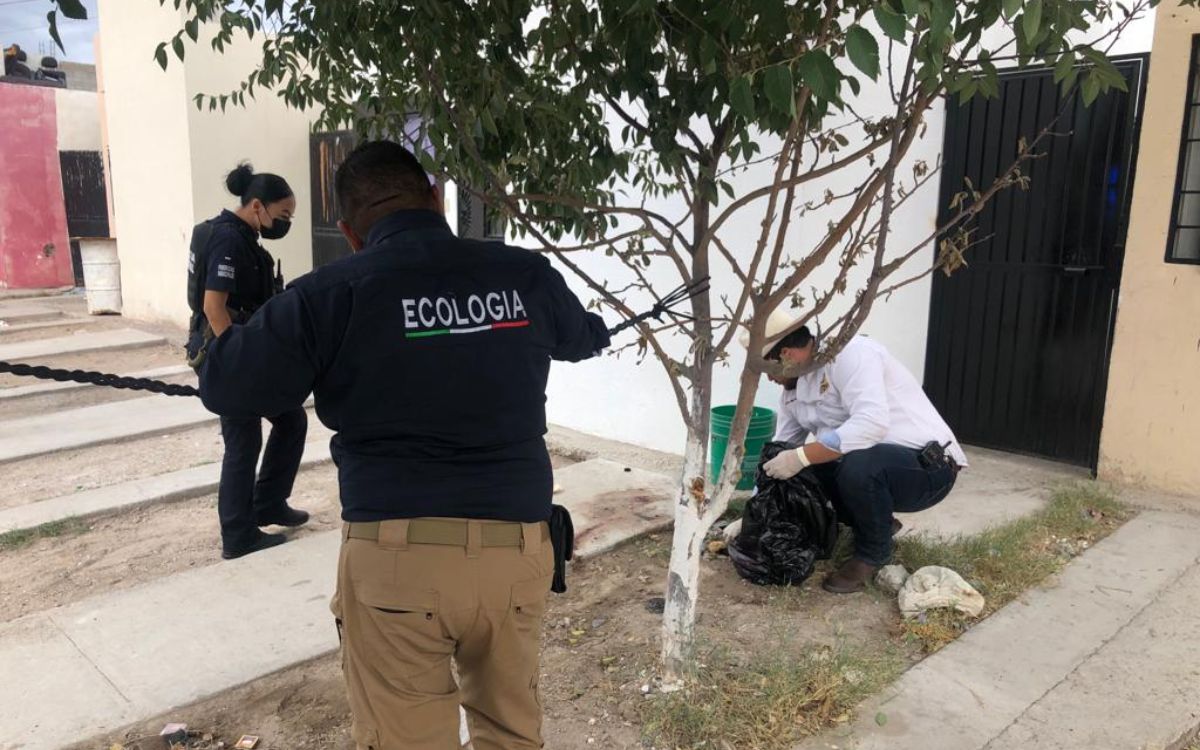 Sujeto que se iba a comer a un perro fue detenido en Ciudad Juárez