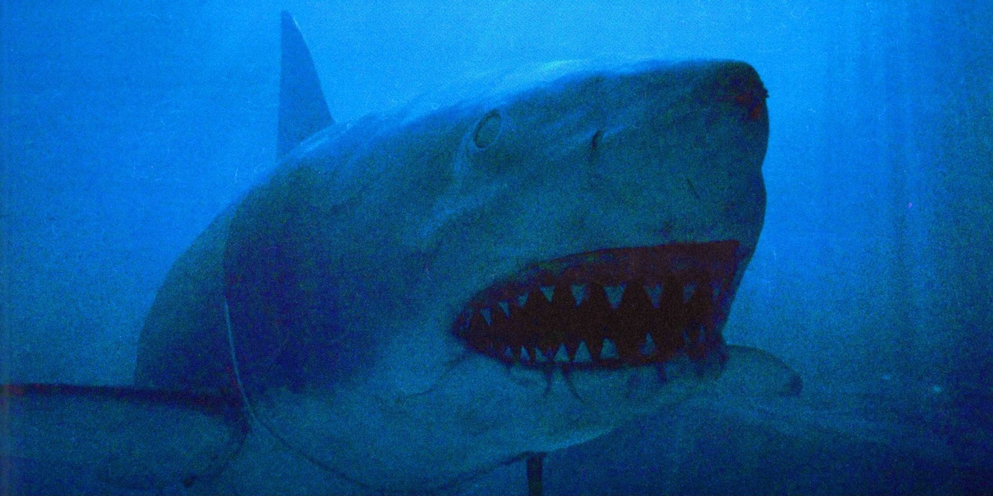 Teoría de Jaws 3: El tiburón es un megalodón
