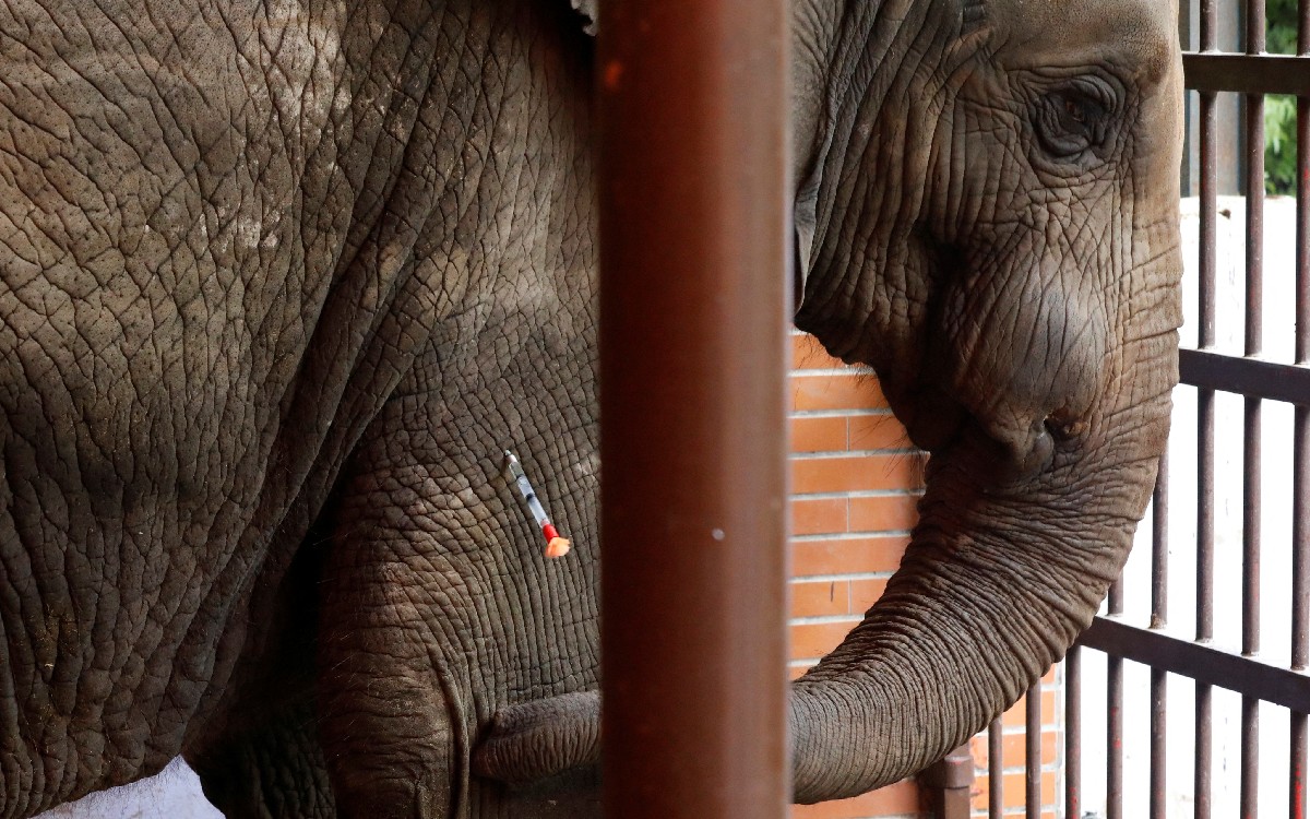 Traficante de cuernos de rinoceronte y marfil de elefante es sentenciado a 5 años de prisión en EU
