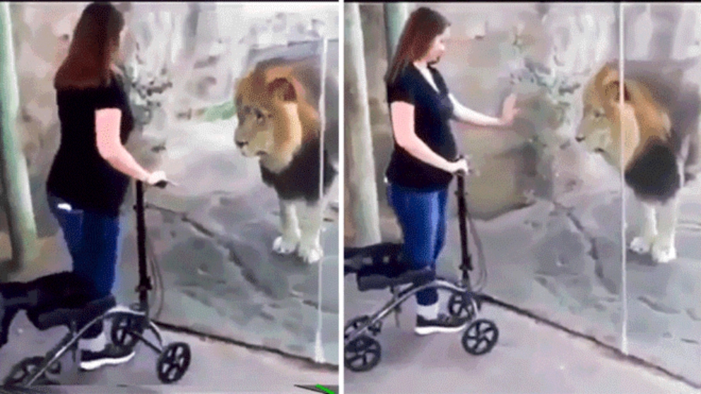 Un león se convierte en gato al ver a una mujer embarazada
