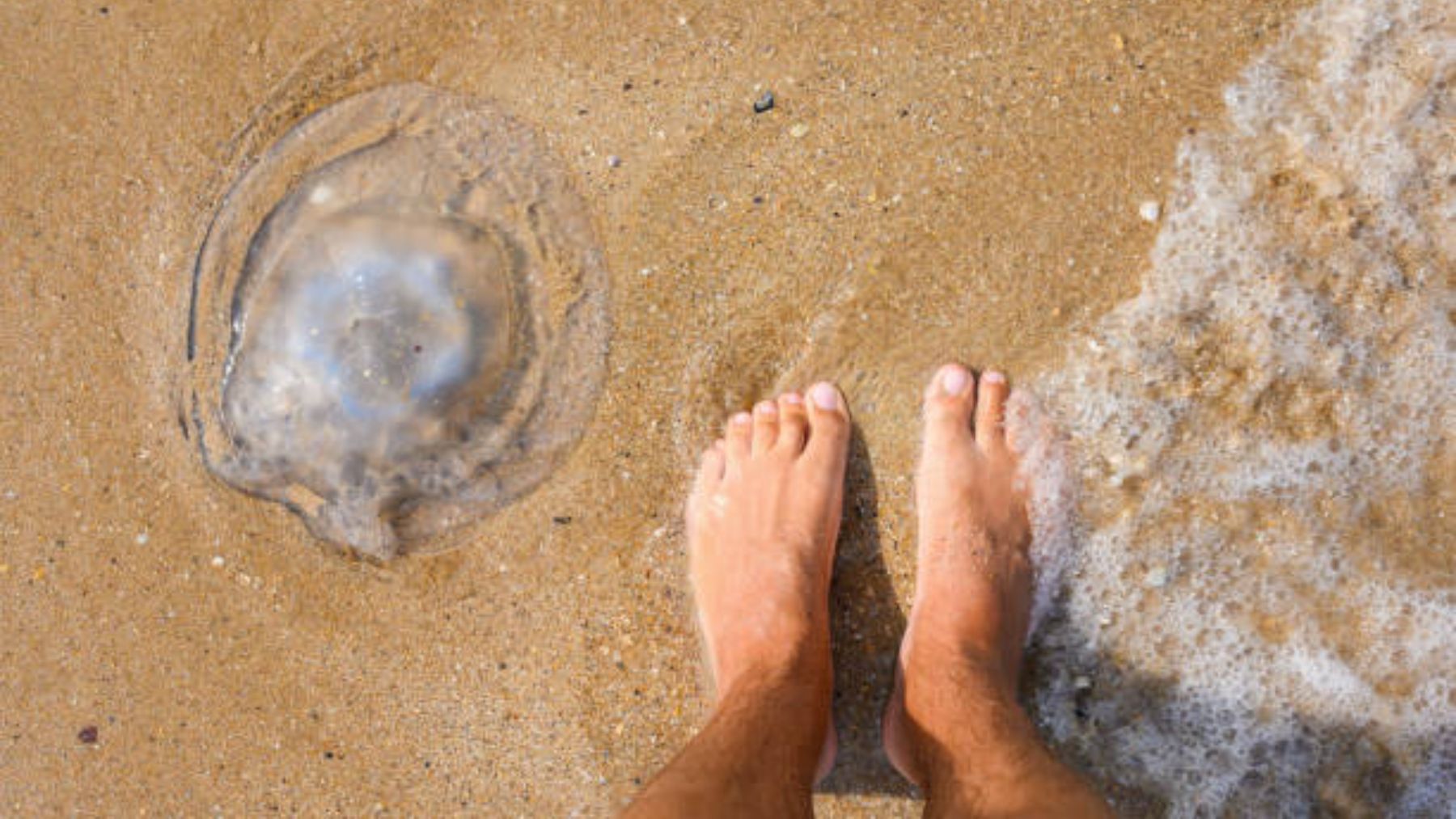 ¿Cómo superar el miedo a las medusas y nadar seguro en el mar?