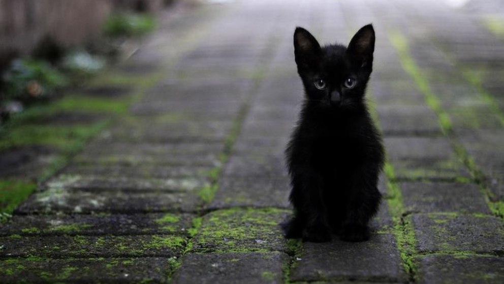 ¿Por qué los gatos negros traen mala suerte?
