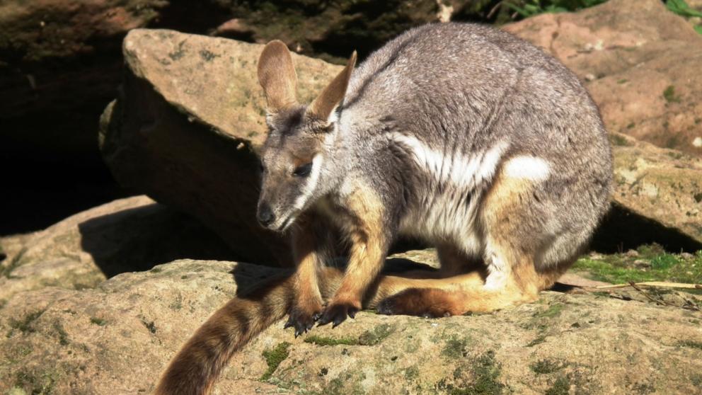 5 curiosidades sobre este extraño animal de Australia