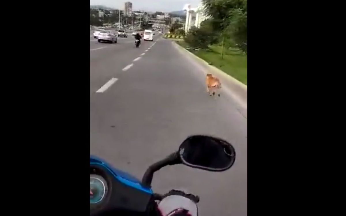 Abandonan a perro y corretea a sus dueños en Zapopan | Video