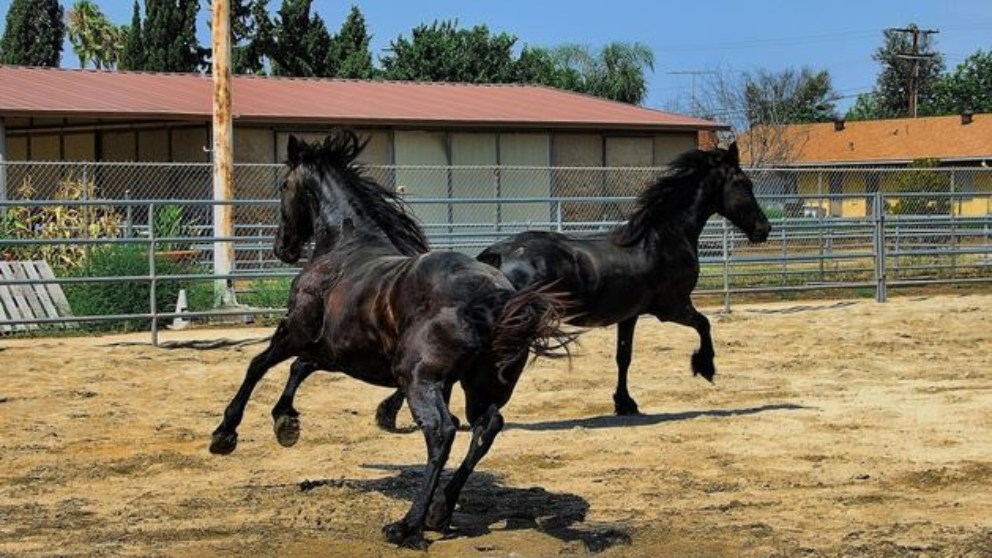 Caballos: ¿Por qué tienen pezuña?