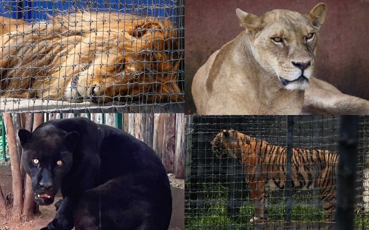 Daño renal, hepático, ceguera... Así es la vida de los felinos rescatados de Black Jaguar-White Tiger