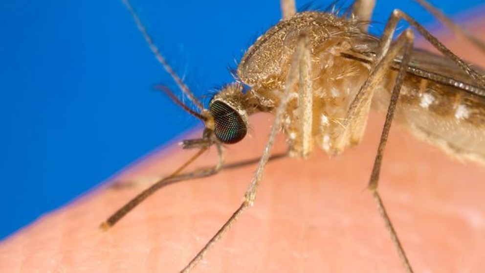 Descubre cómo los mosquitos pueden captar la voz del ser humano