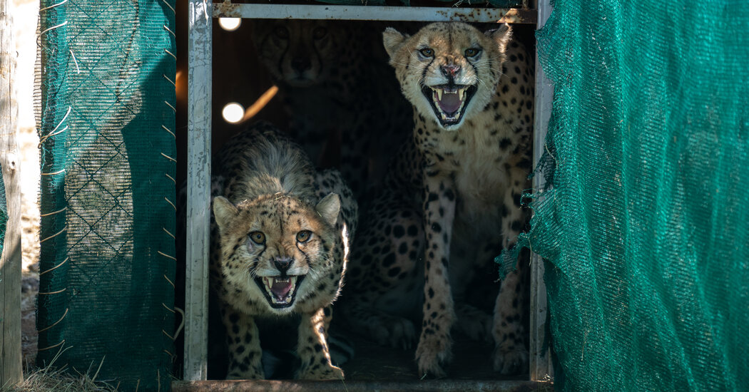 Después de 75 años, los guepardos regresan a la India en un gran experimento