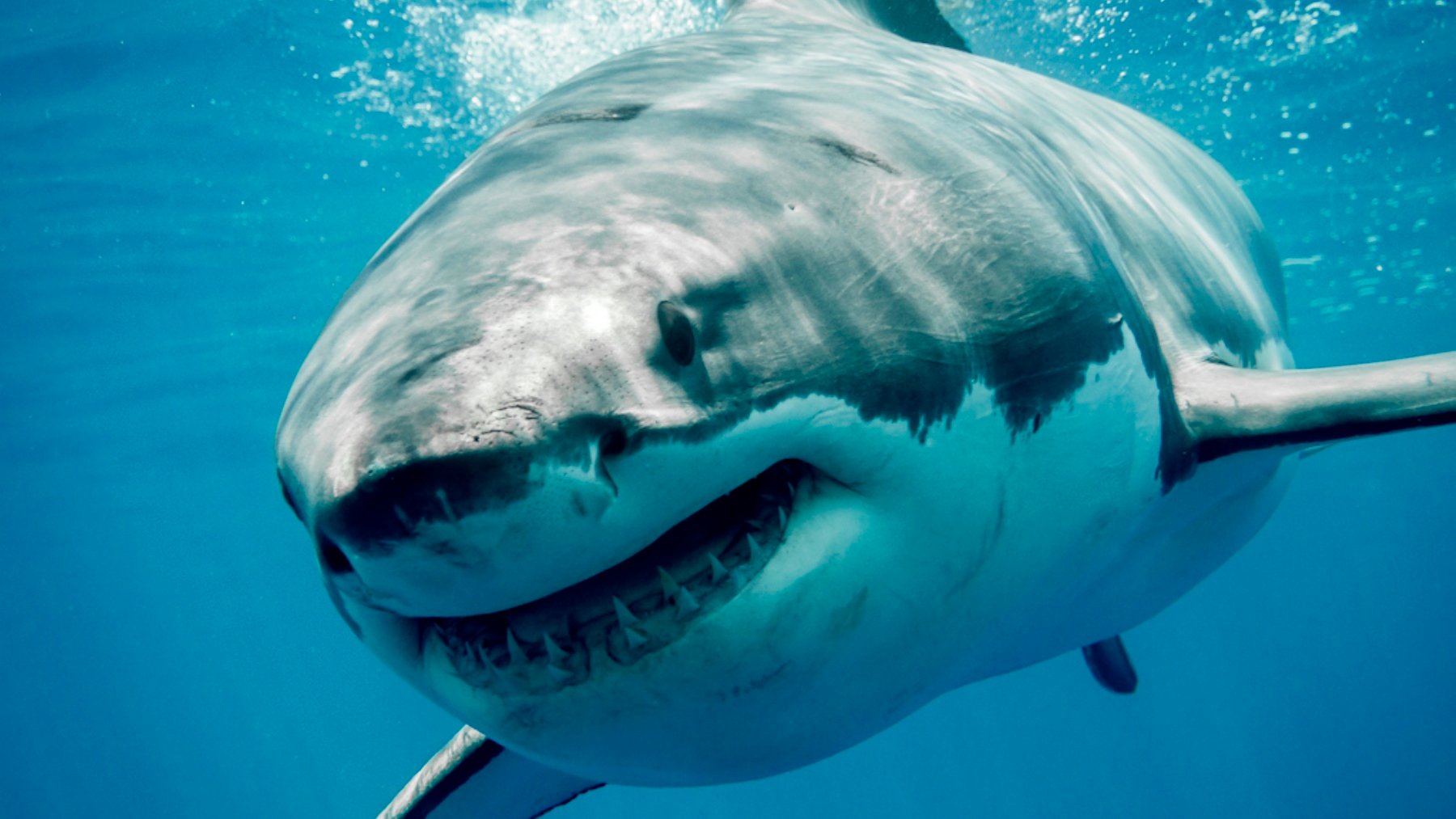 El curioso motivo por el que nunca encontrarás un tiburón blanco en los acuarios