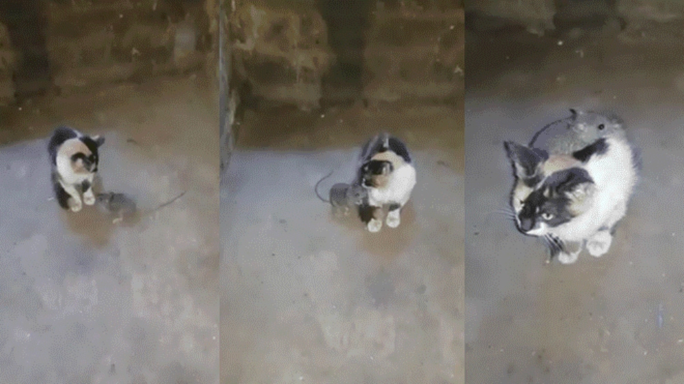 El vídeo de un gato protegiendo a un ratón se hace viral