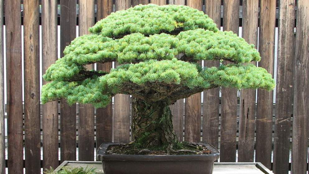 En Estados Unidos hay un bonsái que sobrevivió a Hiroshima