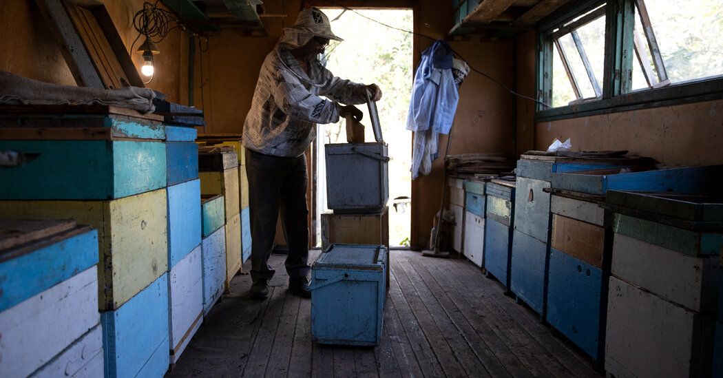 En Ucrania, un apicultor se refugia con sus 'abejas de primera línea'