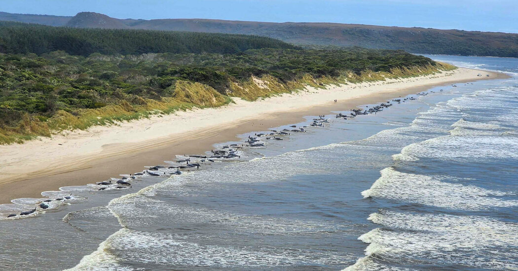 En un sombrío aniversario, 230 ballenas piloto quedan varadas en Tasmania