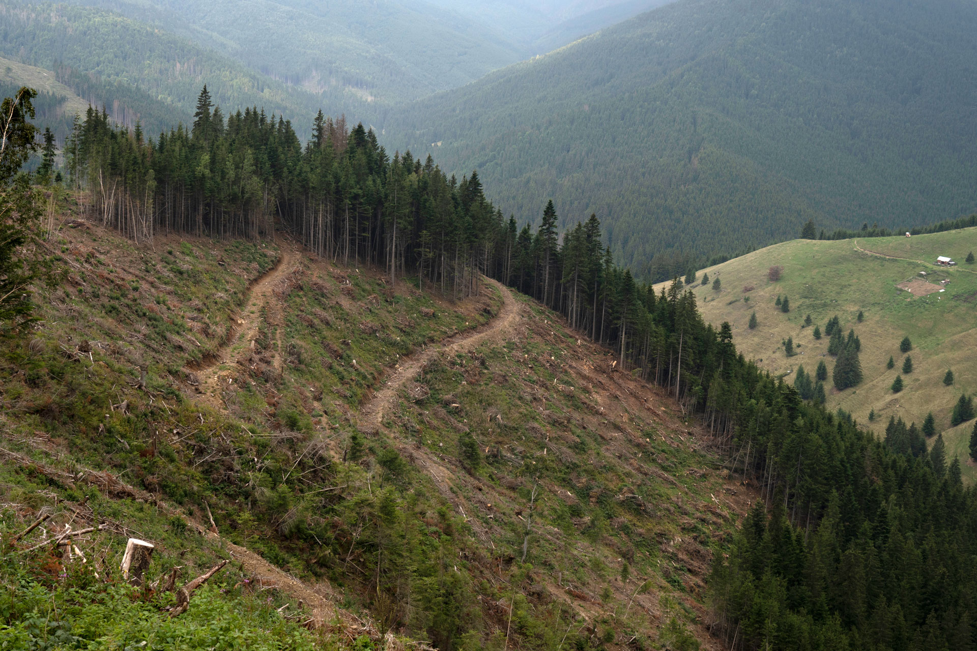 Europa está sacrificando sus antiguos bosques por energía