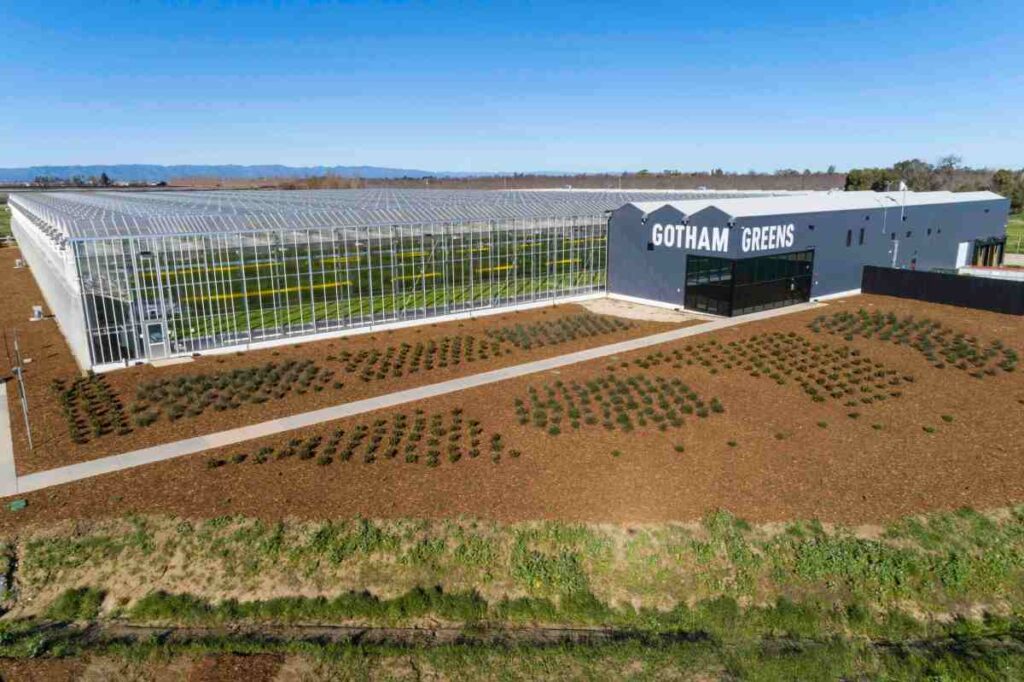 Gotham Greens acaba de recaudar $ 310 millones para expandir sus invernaderos en todo el país