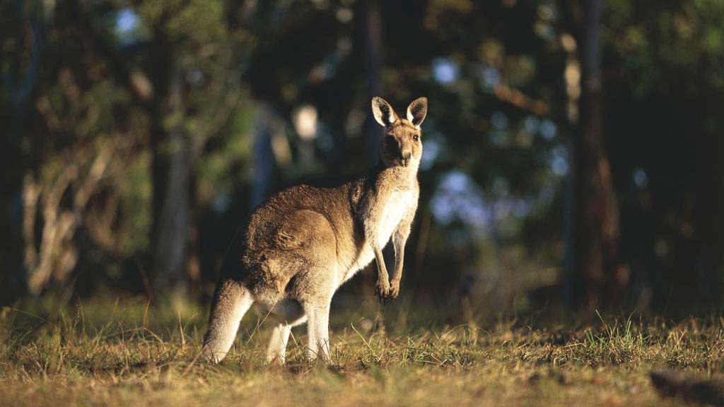 Investigan si un canguro salvaje mató a su supuesto dueño en Australia