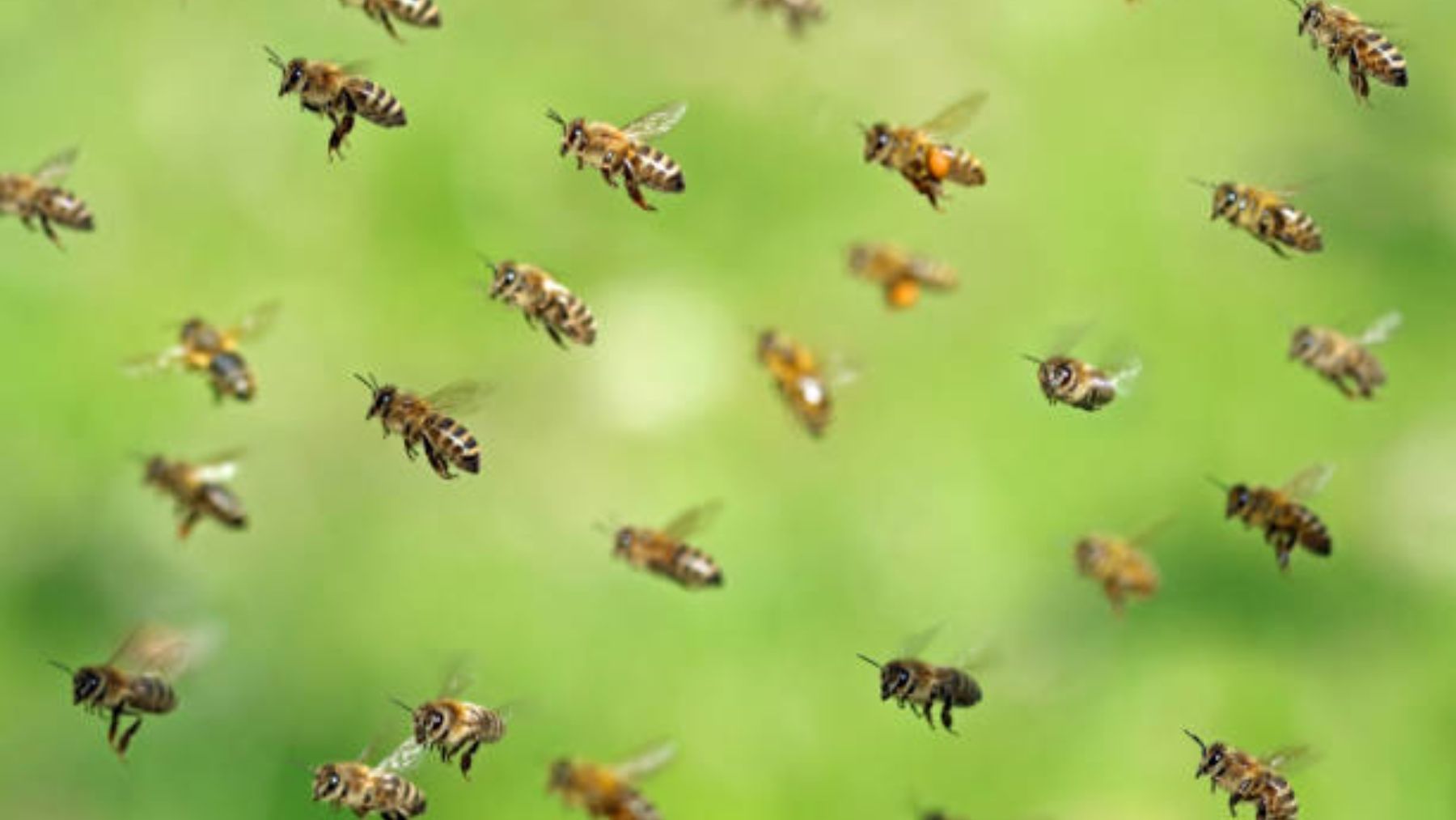 La curiosa razón por la que las abejas ya no saben volar en línea recta