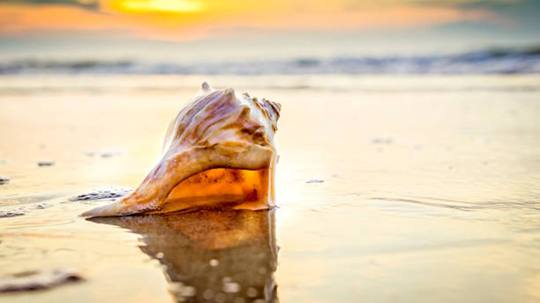 La sorprendente razón por la que cada vez hay menos conchas en las playas