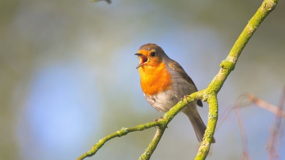 Pájaros: ¿Por qué cantan?