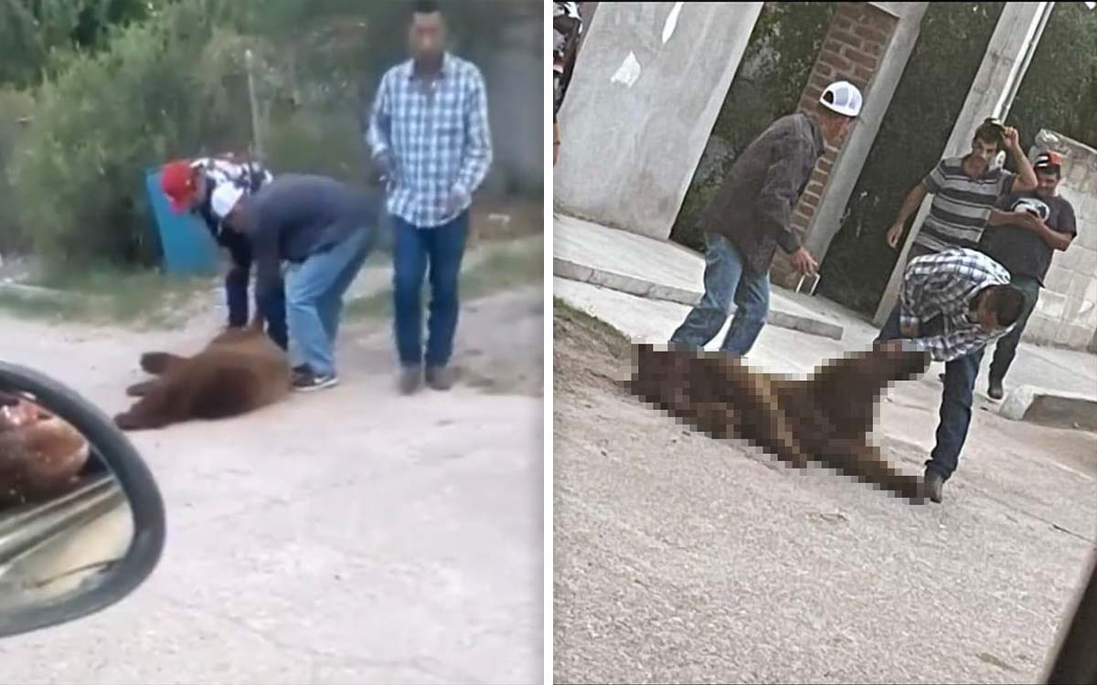 Profepa interpone denuncia penal contra quienes mataron a oso en Sonora