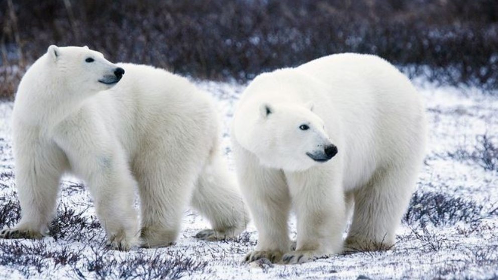 Qué pasaría con ellos si se derritiera el hielo del Ártico