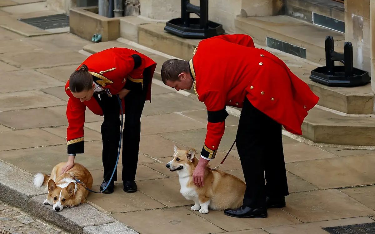 Sus perros corgis ya ‘extrañan’ a la reina Isabel, según entrenador