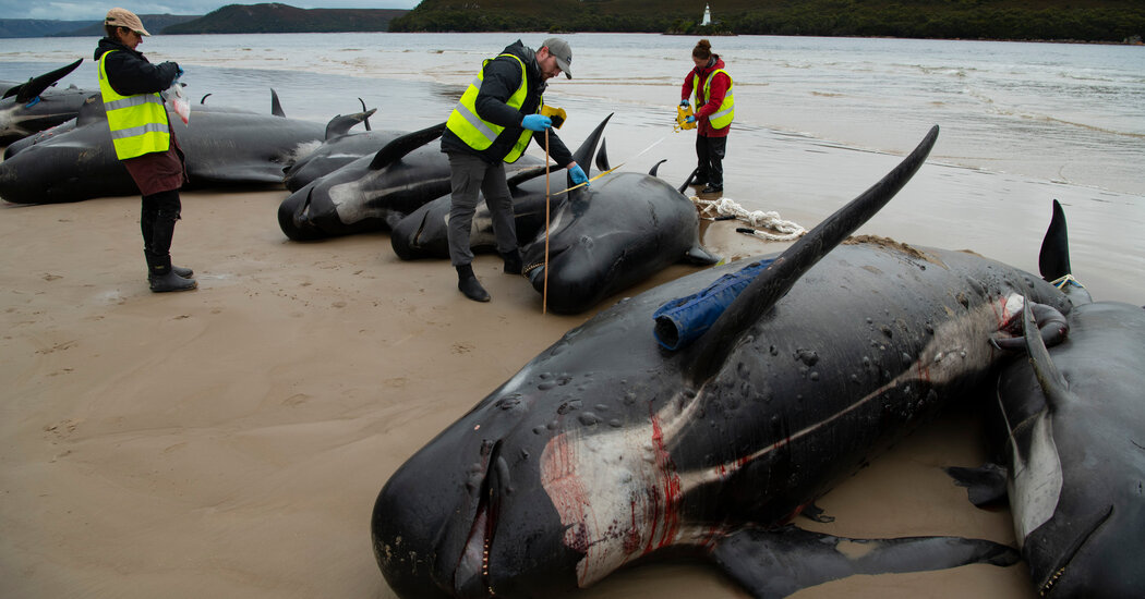 Tasmania compite para salvar a las ballenas piloto después de que cientos quedan varadas
