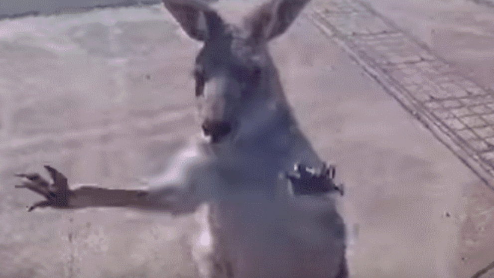 Un canguro ataca a un miembro del ejército en Facebook