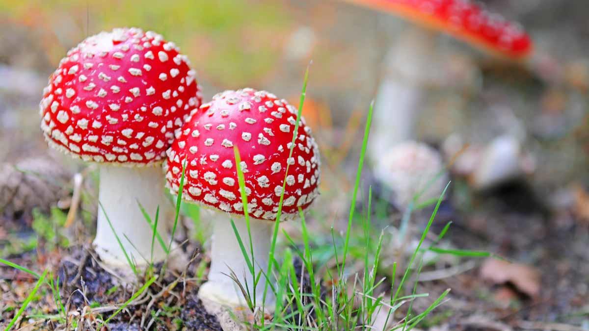 qué es y características del reino fungi