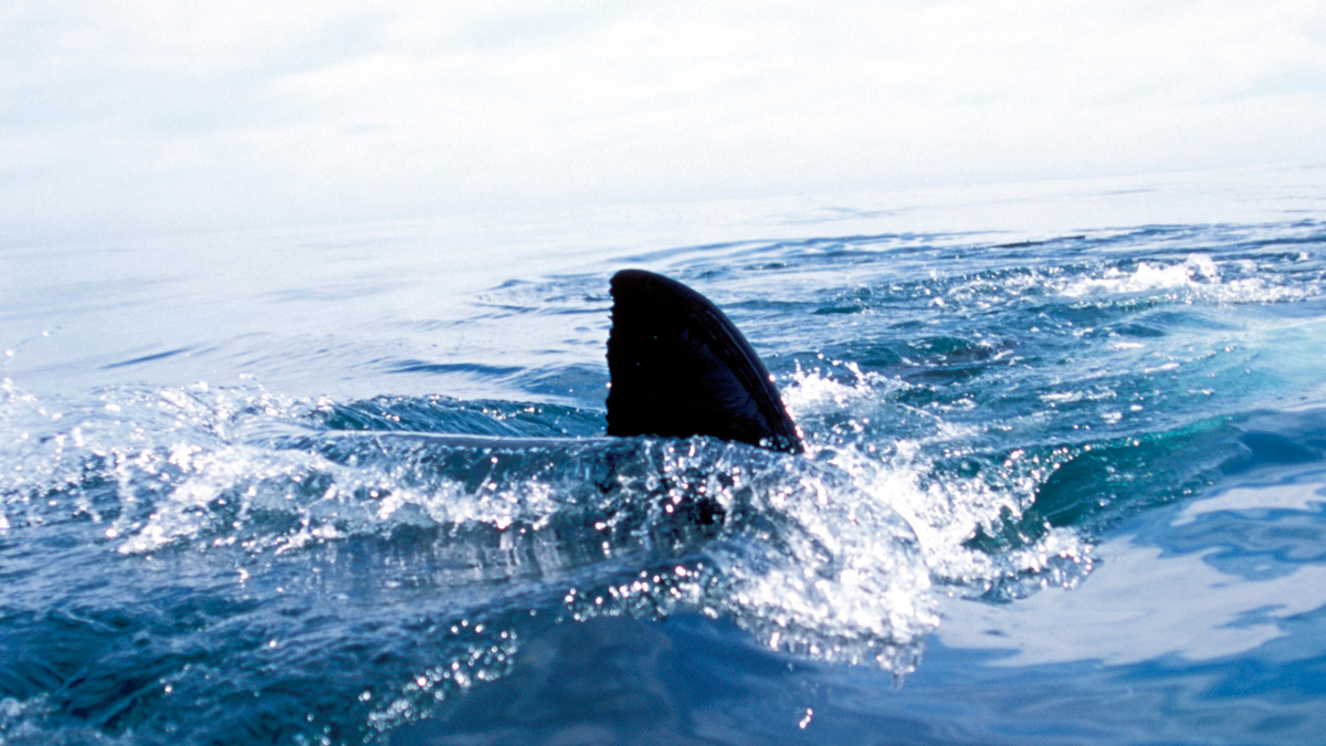 turista muere atacada por tiburón en Bahamas