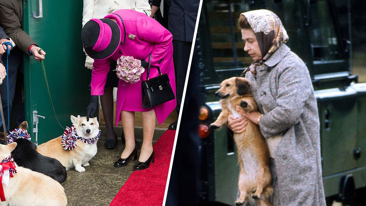 ¿Quién se quedará con los adorables perritos corgis de Isabel II? La raza preferida de la reina