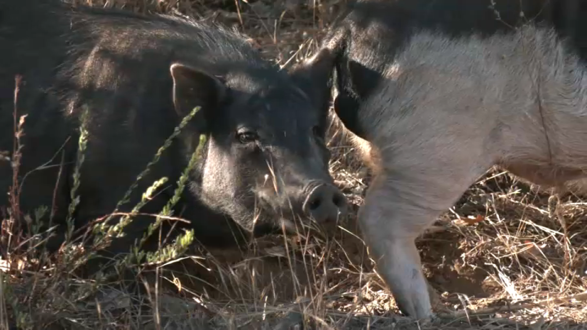 Reportan más de 120 cerdos abandonados en Julián