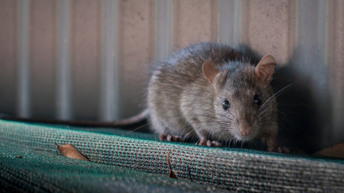 Nueva York busca contratar director para luchar contra las ratas