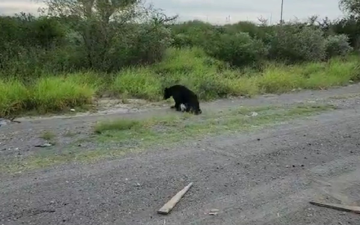 Atropellan a oso negro en carretera de Nuevo León | Video
