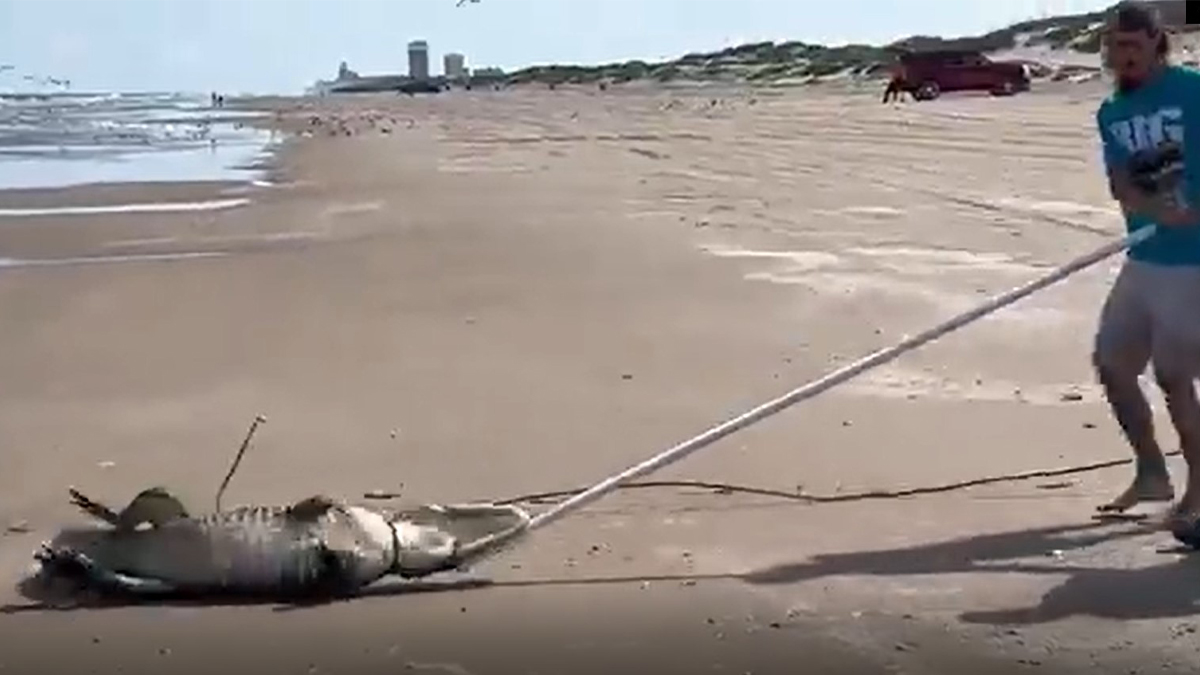 Caimán de 7.5 pies interrumpe tranquilidad de quienes disfrutaban día de playa en Isla del Padre Sur