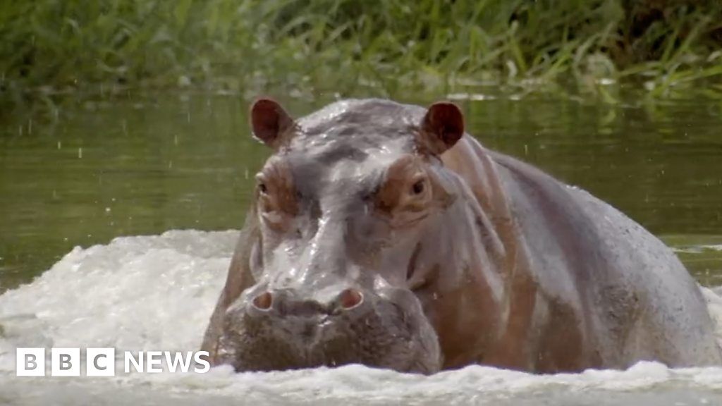 Castrar a los hipopótamos de Pablo Escobar
