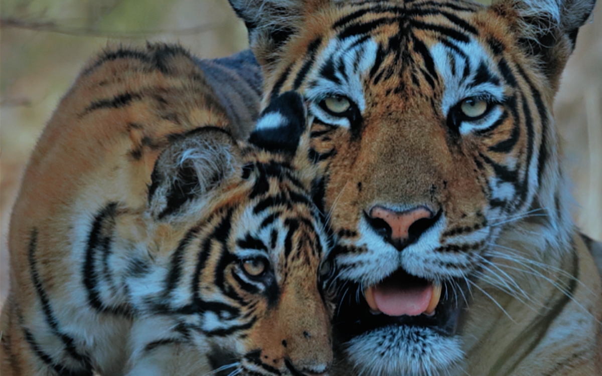 Cerca del 70% de la fauna salvaje desapareció desde 1970: WWF | Informe
