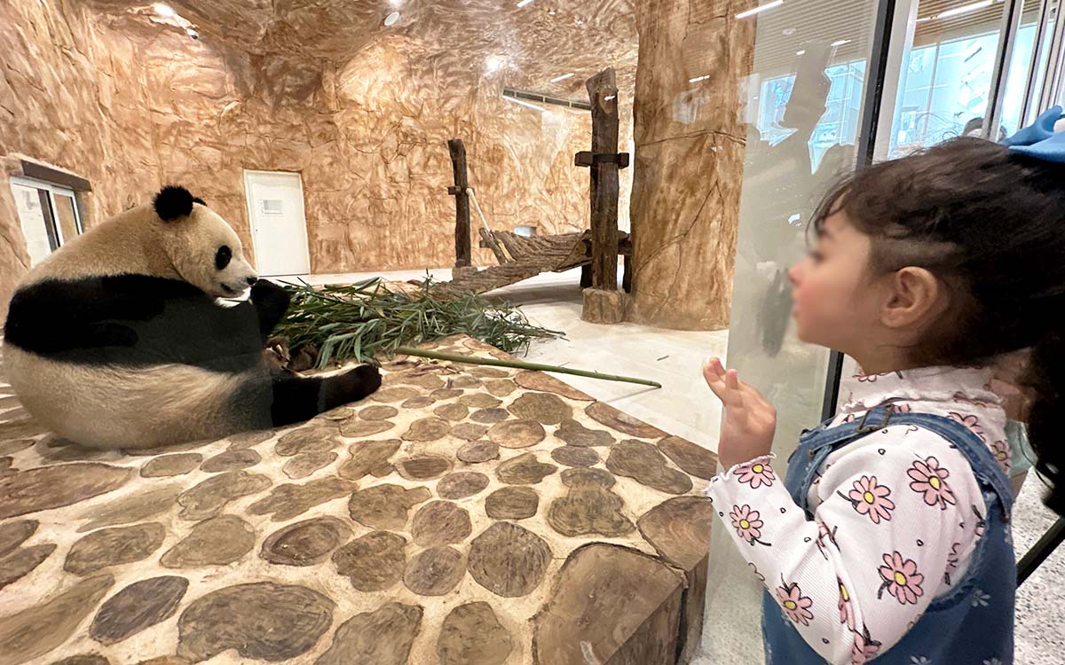 China regala dos pandas gigantes a Qatar antes del Mundial | Video