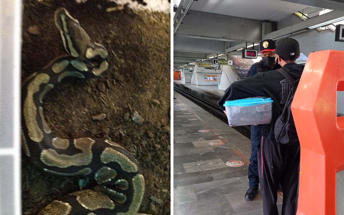 Detienen a hombre en el Metro que transportaba serpiente