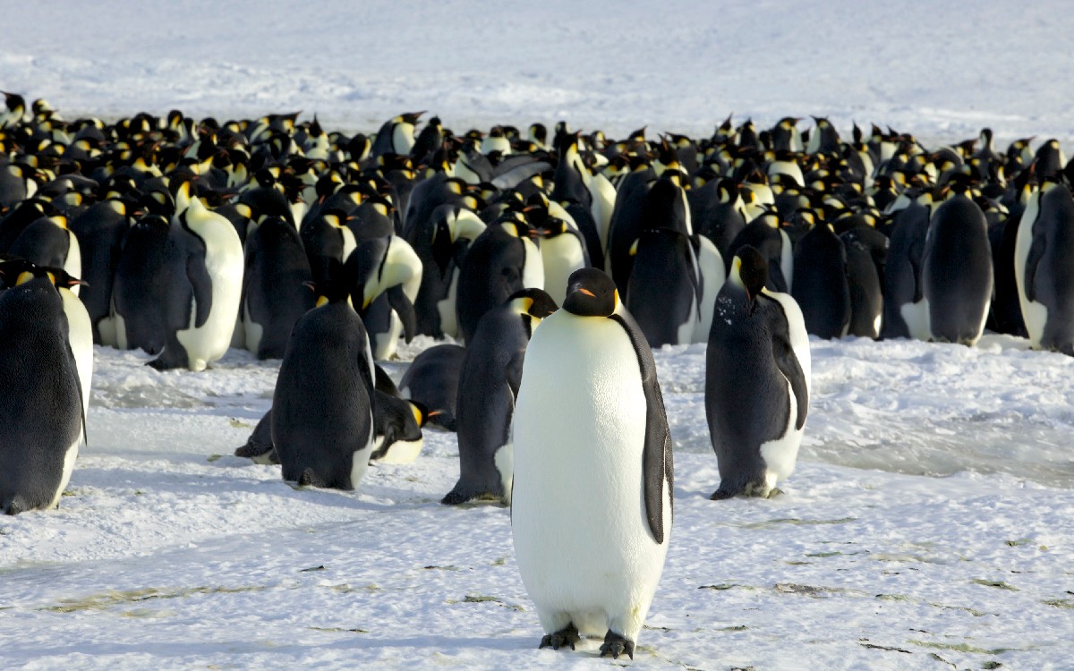El pingüino emperador está en riesgo de extinción por la crisis climática