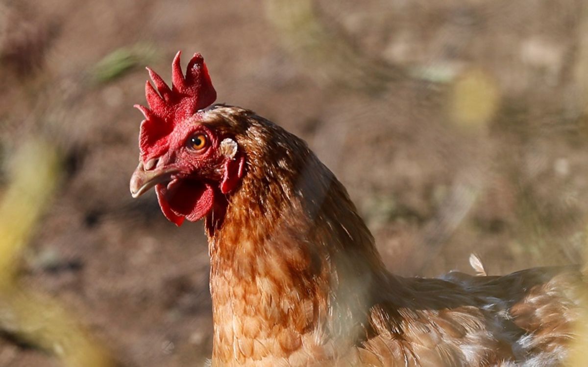 Europa sufre la mayor epidemia de gripe aviar de la historia