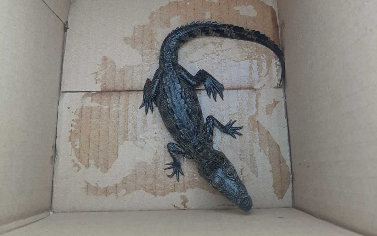 GN rescata cría de cocodrilo que había sido enviada por paquetería