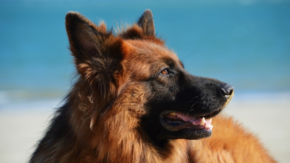 Las 10 razas de perros más inteligentes