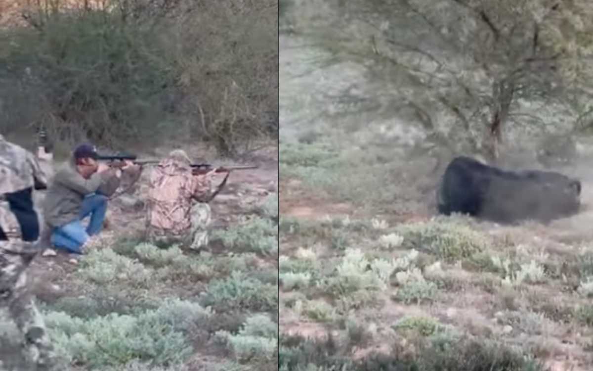 Medios difunden video falso del búfalo que mató a cazador mexicano