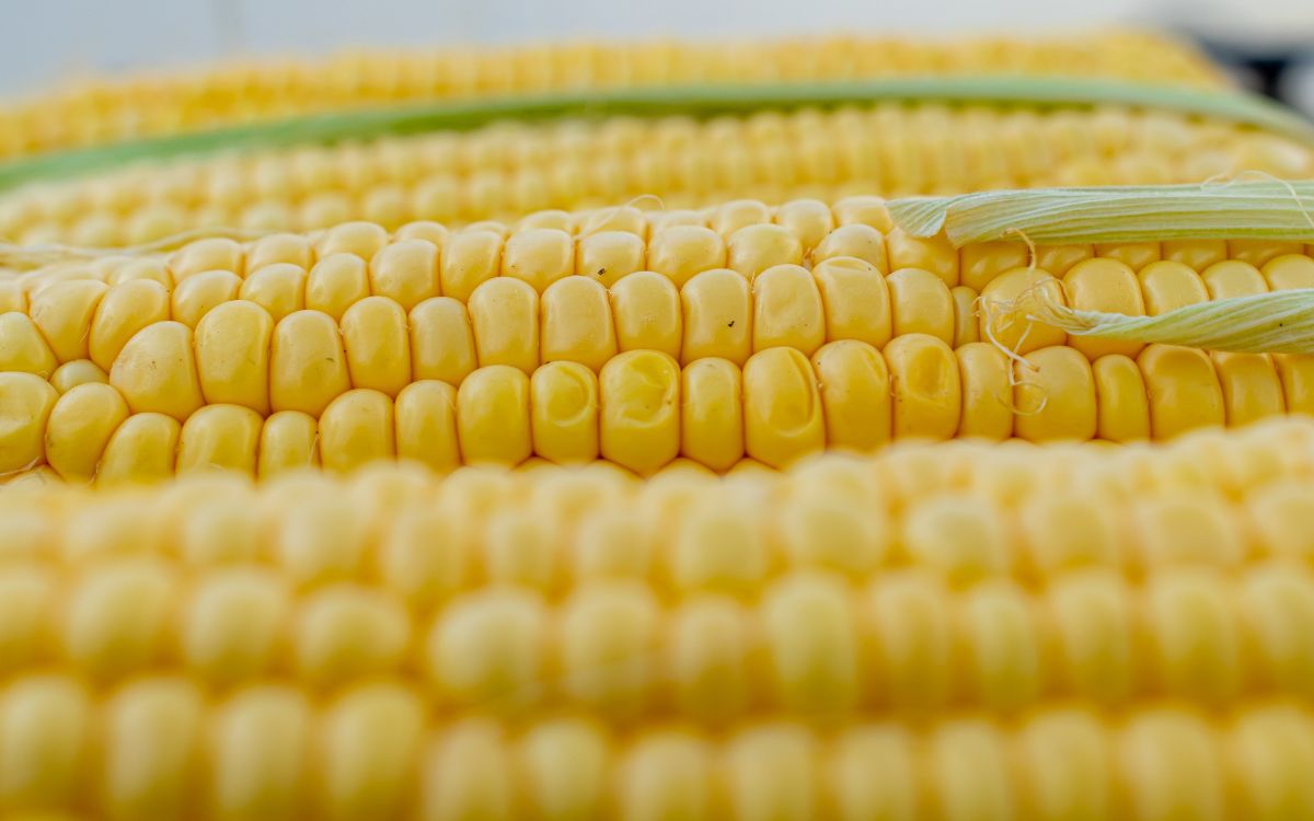 México busca acuerdos para importar maíz no transgénico ante inminente prohibición