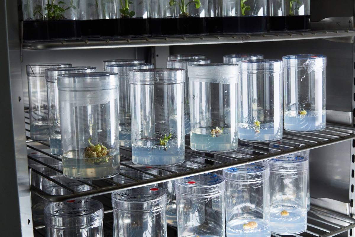 Neoplants bioingeniería plantas de interior para usarlas como purificadores de aire