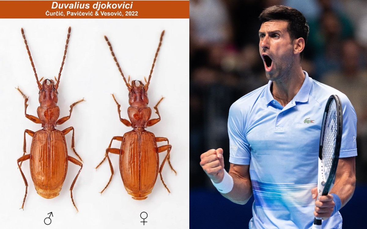 Nombran una nueva especie de escarabajo en honor a Novak Djokovic