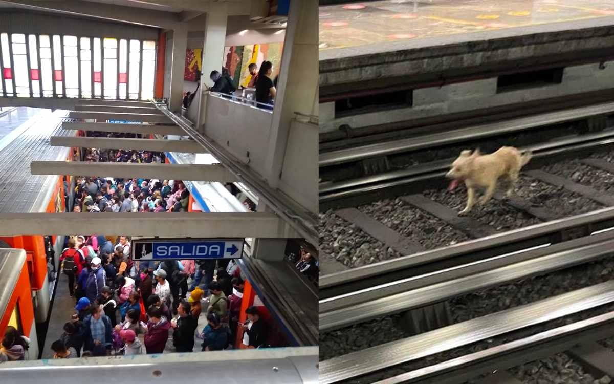Perrito descontrola la Línea 2 del Metro por maniobras para rescatarlo