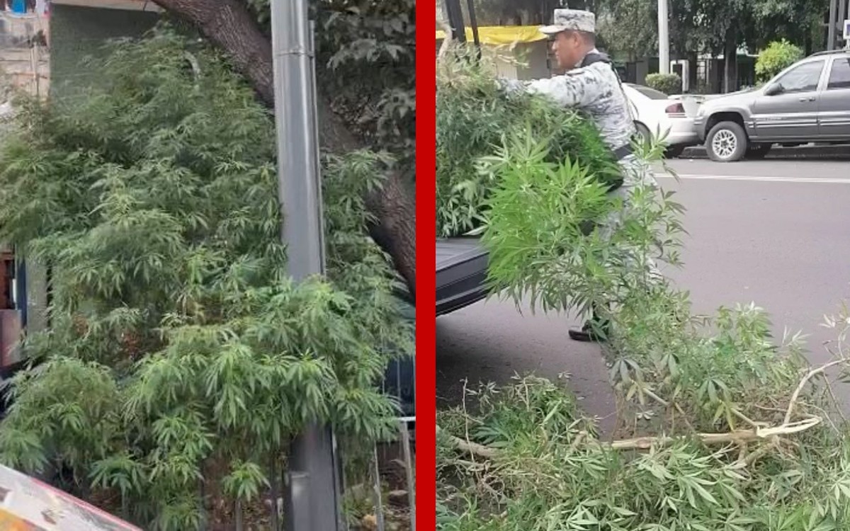 Plantas de casi 3 metros de marihuana son retiradas de jardinera en Iztapalapa